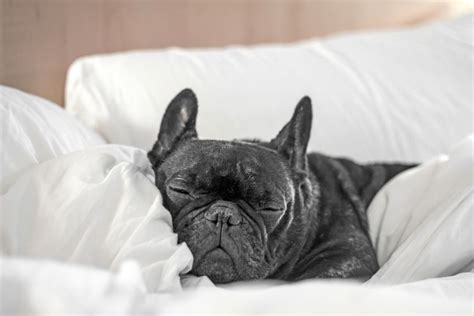 Pet-Friendly Hotels: Types, Benefits, and Tips