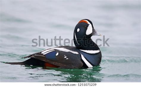 1,192 Harlequin Duck Images, Stock Photos & Vectors | Shutterstock