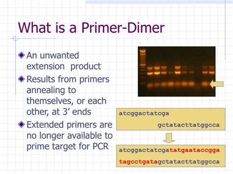 PPT - Primer Design PowerPoint Presentation - ID:152509