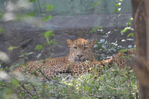 Top 12 Best Wildlife Sanctuaries of Odisha State