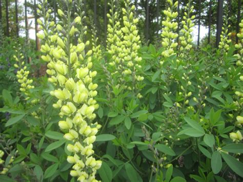 Baptisia tinctoria Yellow Wild Indigo | Kiasog | Flickr