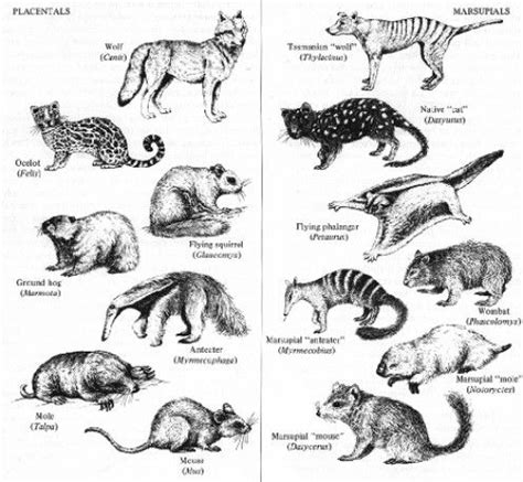 Convergent evolution in placentals and marsupials | Marsupial ...