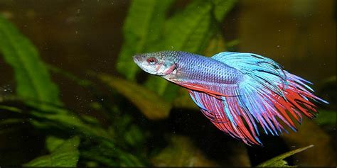 The Best Betta Fish Diet for Beginners - BESTCITYTRIPS