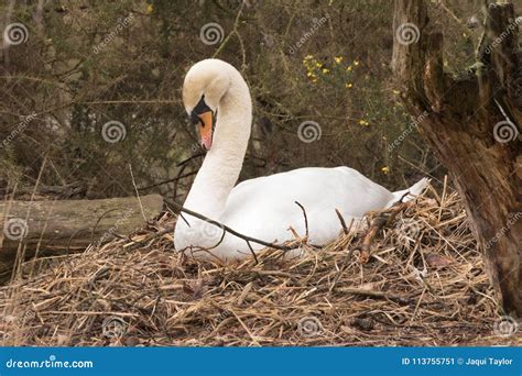 A swan on her nest stock image. Image of mute, ornamental - 113755751