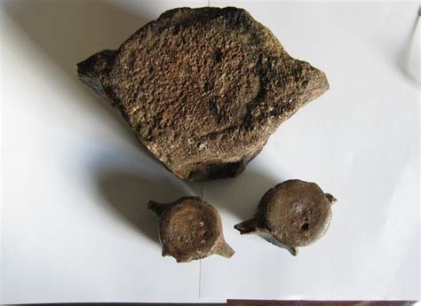 2 Fossil vertebrae - Dolphin - 8 x 5.5 cm and 8 x 4 cm and - Catawiki