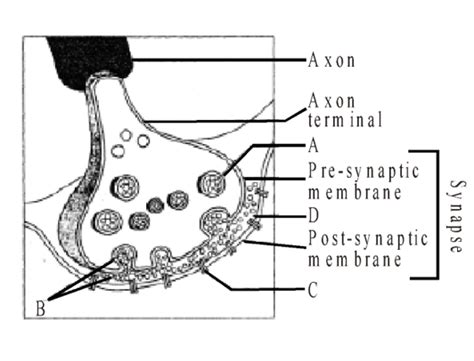 The given diagram shows axon terminal and synapse. Here A, B, C, D and E respectively represent ...