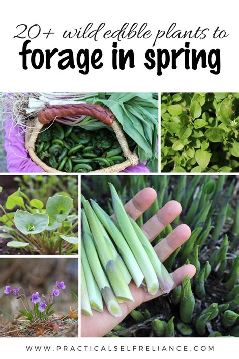 Spring Foraging ~ 20+ Wild Spring Edibles | Foraging, Edible wild plants, Wild food foraging