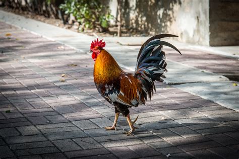 Hens and Roosters in Key West | Blog - 24 North Hotel