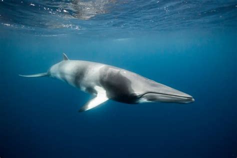 10 Mesmerizing Minke Whale Facts - Fact Animal