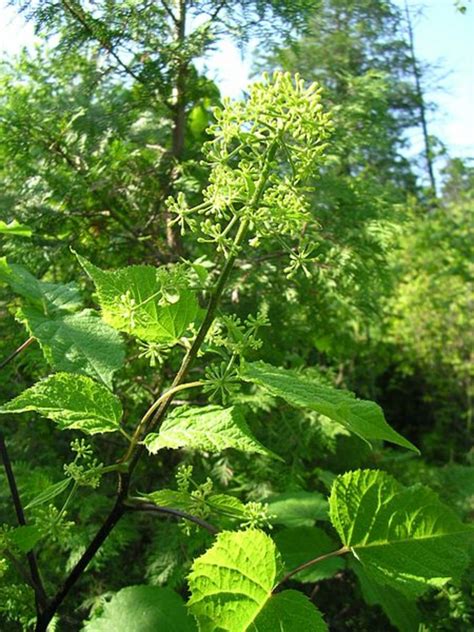 American Spikenard Plant Care | HubPages