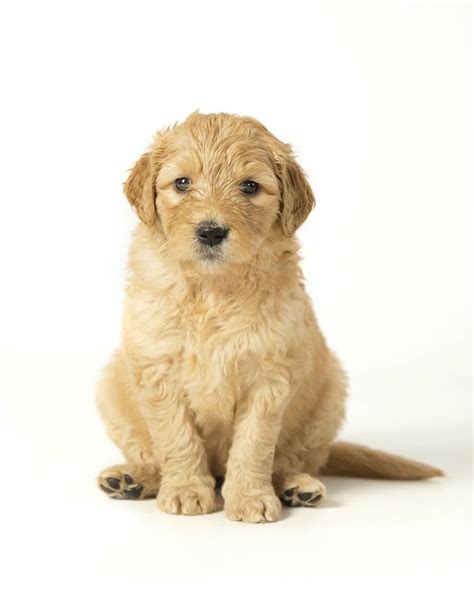 Learn about Goldendoodles! Wet Goldendoodle Kisses- Kentucky ...