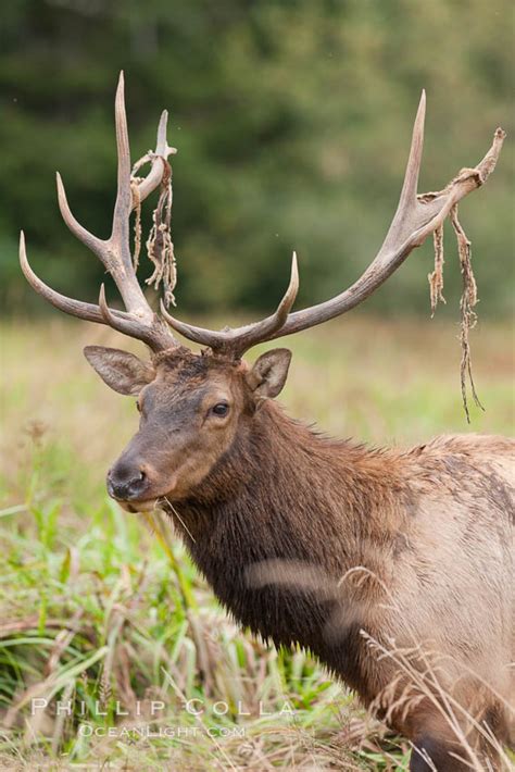 Roosevelt elk, adult bull male with large antlers, Redwood National ...