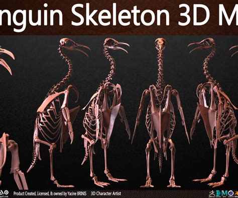 ArtStation - Penguin Skeleton 3D Model | Resources