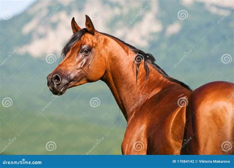 Bay arabian horse stock photo. Image of power, golden - 17084142