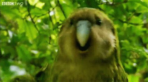 Kakapo Bird Gif