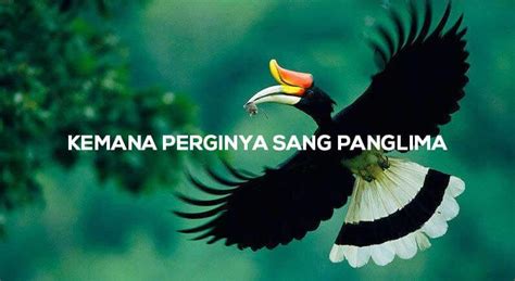 [MIRIS] Mengenal Sang Panglima, Burung Enggang / Burung Rangkong