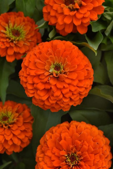 Zinnia - Zesty Orange - Milaegers