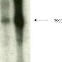 Northern blot hybridization of RNA from cells transfected with replicon... | Download Scientific ...