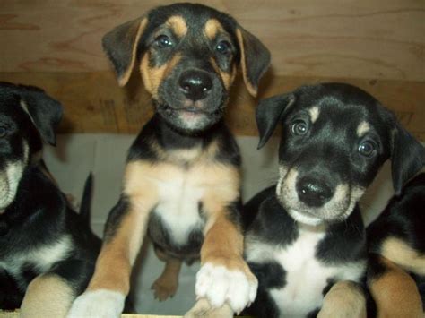 Doberman Husky Puppies | Dog Breed Information