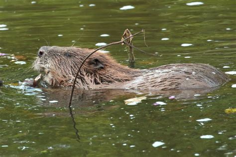 Beavers do dam good work cleaning water, research reveals