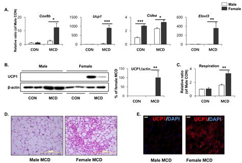 Two weeks of MCD diet increase brown adipocyte marker expression in... | Download Scientific Diagram