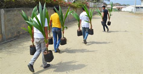 Tree Planting Steps