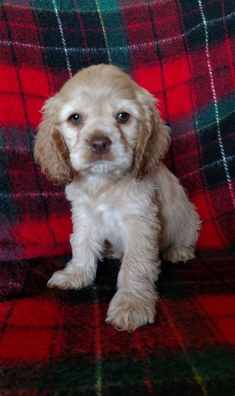 Buff female Cocker Spaniel | Poodle mix puppies, Toy poodle puppies ...