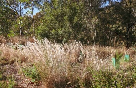 24 Best Australian Native Grasses to Use in Your Garden : AGT