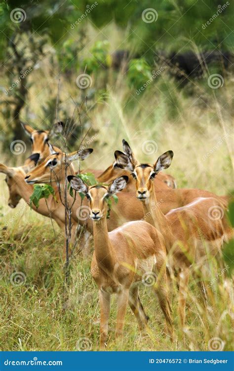 Female Impala In Its Natural Habitat. Royalty-Free Stock Photography | CartoonDealer.com #135248747