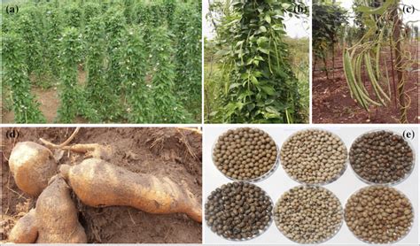 Biotechnology is boosting yields of high-protein African yam bean ...