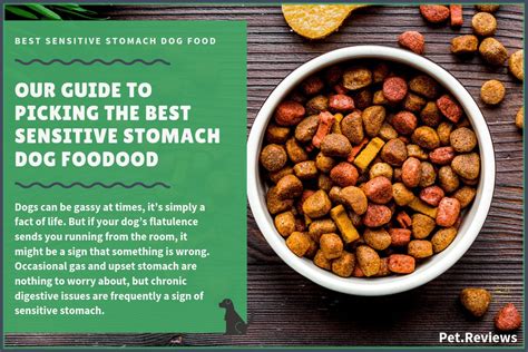 Best Dog Food For Sensitive Stomach & Diarrhea (Canned) - 2020 u00 Picks