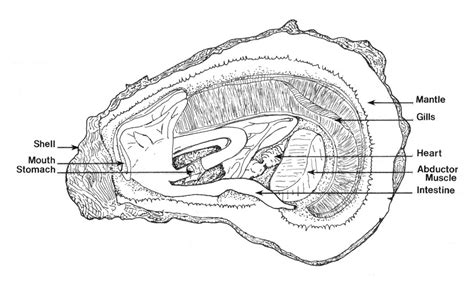 5+ diagram of an oyster - XavierEllexa