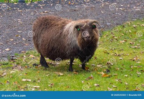 A Wooly Sheep As Seen in Iceland Stock Photo - Image of wool, green ...