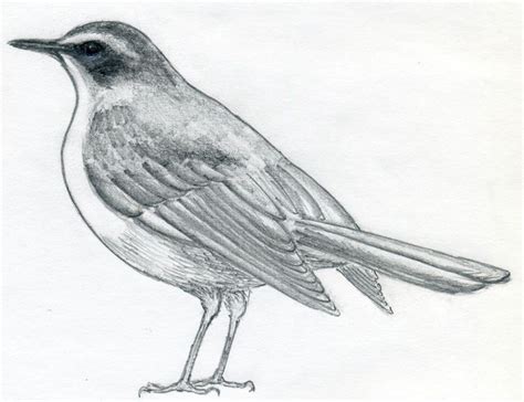 LIttle Bird Watcher | Bird drawings, Drawings, Bird sketch