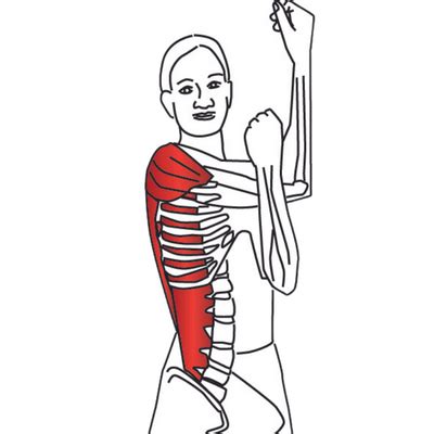 The Mighty Deltoid Muscle: Functions, Injuries, Trigger Points, and ...