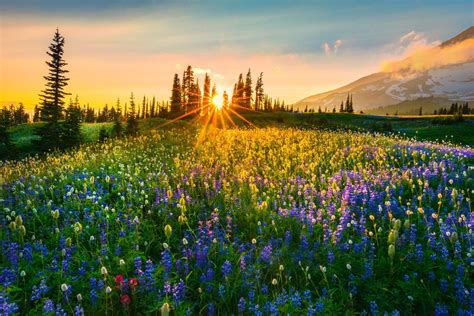 A Color Widespread - Mount Rainier National Park, Washington | Nature photography, Nature ...