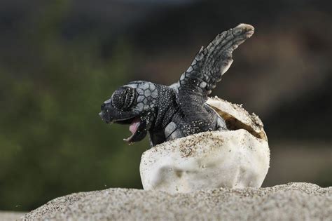 First Baby Leatherback Turtle Hatches in Phang-nga, Southern Thailand