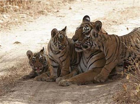 Guddu, 26, India's longest surviving tiger dead - Oneindia News