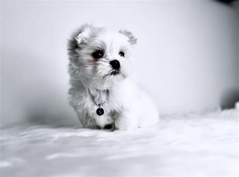 Available Maltese Puppies | X-Designer Breeds