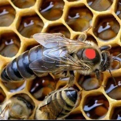 2020 Honeybee Mated Queen Carniolan Carnica Hybrid "Northern" climate ...