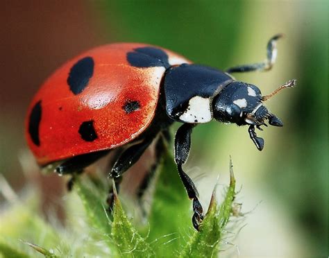 Ladybugs - The Daily Garden