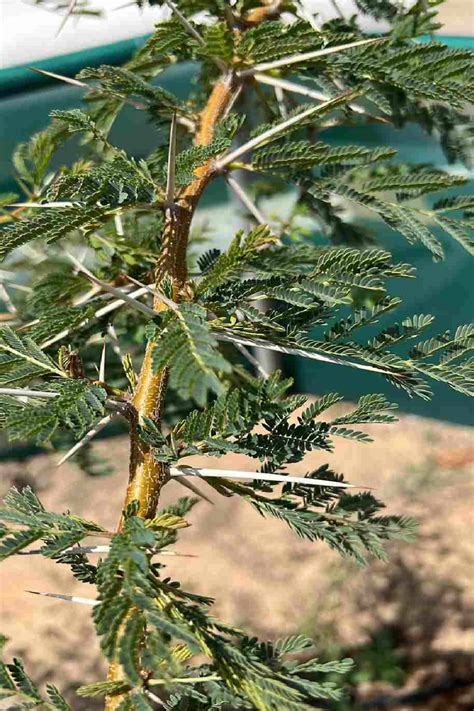 African Thorn Acacia | Quick Delivery in the UAE | Plantshop.me