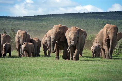 a herd of elephants, mostly females; males roam alone. | Elephants photos, Elephant, Herd of ...