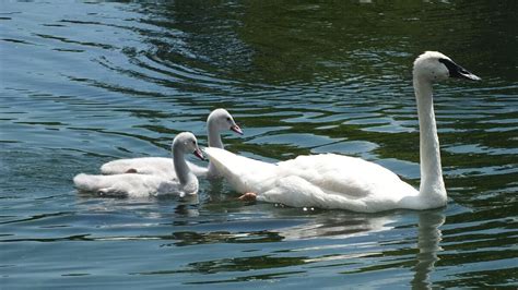 Trumpeter Swan Cygnets Growing Up At Milliken Park