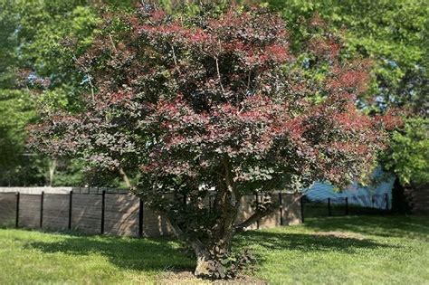 Smoketree: A Sizzling Hot Specimen Plant - Unlike most of Missouri's native trees, the American ...