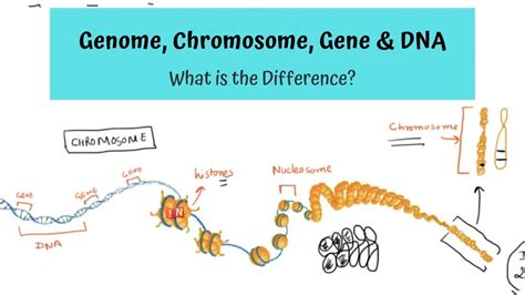 Genome Chromosome Gene And Dna What Is The Difference Youtube | Free Nude Porn Photos