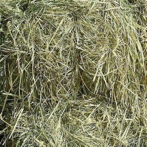 Rhodes Grass Hay - Equine Nutrition Analysis | Feed Bank