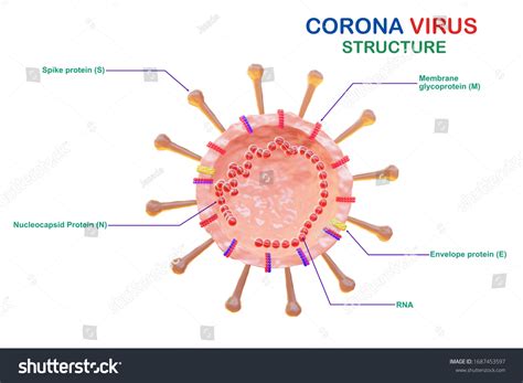 Coronavirus Cell Structure Anatomy Corona Virus Stock Illustration ...