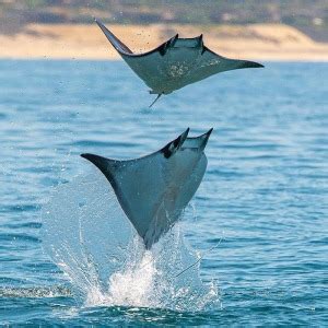 What makes Mobula rays fascinating? | Baja Shark Experience