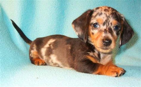 Dachshund Rescue Ohio